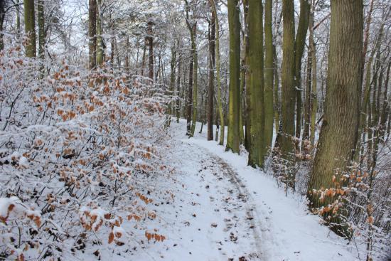 Wypożyczalnia rowerów w Trójmiejskim Parku Krajobrazowym